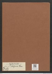 Eunotia didyma Grun. (de-Toni-Nr.: Genus 104, Species 3239) Zeichnungen Sammlung Grunow Mappe 03436 (Herbarium_W_Grunow_drawings_Folder_03436)